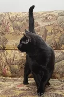 Раскошный Заур, в дар! - Изображение #1, Объявление #591397