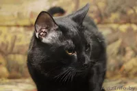 Раскошный Заур, в дар! - Изображение #4, Объявление #591397