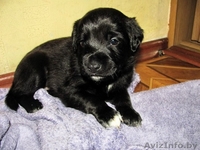 Малыши-щенульки в дар - Изображение #2, Объявление #625203