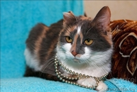 Катюшка - кошка с характером - Изображение #3, Объявление #617488