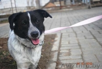 Алиска - маленькая диванная собачка.  - Изображение #2, Объявление #642635