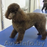 Стрижка собак и кошек (всех пород!) - Изображение #8, Объявление #630750