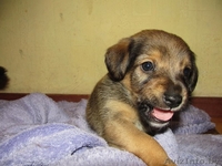 Малыши-щенульки в дар - Изображение #4, Объявление #625203