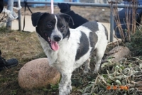 Алиска - маленькая диванная собачка.  - Изображение #3, Объявление #642635