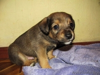 Малыши-щенульки в дар - Изображение #5, Объявление #625203