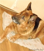 Овчарка ХАнтер в добрые руки! - Изображение #1, Объявление #619291