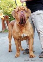   высокопородные щенки бордоского дога - Изображение #1, Объявление #642872
