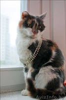 Катюшка - кошка с характером - Изображение #4, Объявление #617488