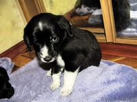 Малыши-щенульки в дар - Изображение #7, Объявление #625203