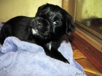 Малыши-щенульки в дар - Изображение #8, Объявление #625203