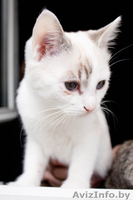 Маленькие комочки в дар - Изображение #1, Объявление #617087