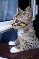 Маленькие комочки в дар - Изображение #2, Объявление #617087