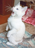 Маленькие комочки в дар - Изображение #3, Объявление #617087