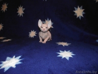 продажа котят канадского сфинкса - Изображение #1, Объявление #75271