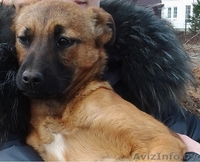 Маленькая Анфиса ищет новый дом! - Изображение #5, Объявление #633593