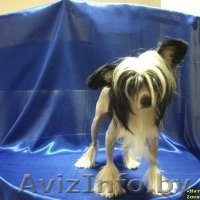 Стрижка собак и кошек (всех пород!) - Изображение #9, Объявление #630750