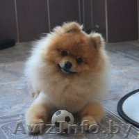 Стрижка собак и кошек (всех пород!) - Изображение #7, Объявление #630750