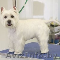 Стрижка собак и кошек (всех пород!) - Изображение #2, Объявление #630750