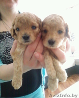 щеночки карликового пуделя - Изображение #1, Объявление #614595