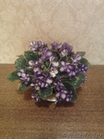 Цветы- фиалки, спацифиллумы, дифенбахии 40 тыс - Изображение #1, Объявление #631269