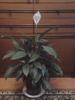 Цветы- фиалки, спацифиллумы, дифенбахии 40 тыс - Изображение #3, Объявление #631269