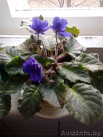 Цветы- фиалки, спацифиллумы, дифенбахии 40 тыс - Изображение #7, Объявление #631269