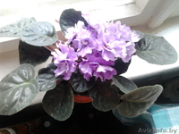 Цветы- фиалки, спацифиллумы, дифенбахии 40 тыс - Изображение #2, Объявление #631269