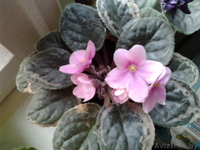 Цветы- фиалки, спацифиллумы, дифенбахии 40 тыс - Изображение #4, Объявление #631269