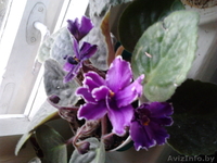 Цветы- фиалки, спацифиллумы, дифенбахии 40 тыс - Изображение #6, Объявление #631269