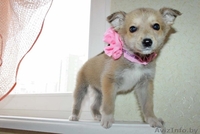 Очаровательный щеночек в дар! - Изображение #5, Объявление #635488