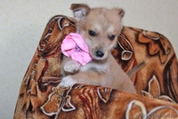 Очаровательный щеночек в дар! - Изображение #6, Объявление #635488