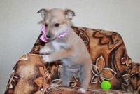 Очаровательный щеночек в дар! - Изображение #3, Объявление #635488