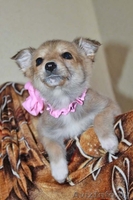 Очаровательный щеночек в дар! - Изображение #2, Объявление #635488