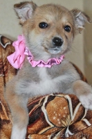 Очаровательный щеночек в дар! - Изображение #1, Объявление #635488