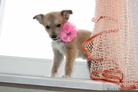 Очаровательный щеночек в дар! - Изображение #4, Объявление #635488