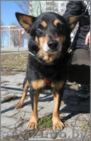 Небольшой пёсик , в добрые руки!  - Изображение #4, Объявление #626658