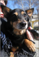 Небольшой пёсик , в добрые руки!  - Изображение #1, Объявление #626658