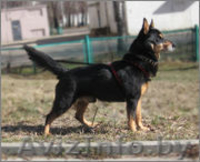 Небольшой пёсик , в добрые руки!  - Изображение #2, Объявление #626658