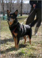 Небольшой пёсик , в добрые руки!  - Изображение #3, Объявление #626658