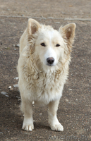 Молодая красавица ищет добрые руки - Изображение #2, Объявление #634366