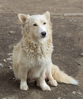 Молодая красавица ищет добрые руки - Изображение #3, Объявление #634366