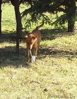 Изящная Нора в добрые руки! - Изображение #2, Объявление #633573