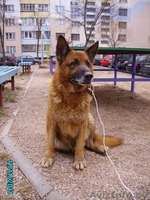 Овчарка ХАнтер в добрые руки! - Изображение #2, Объявление #619291