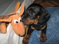 щенки таксы стандартной - Изображение #3, Объявление #632253