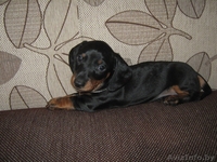 щенки таксы стандартной - Изображение #5, Объявление #632253