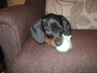 щенки таксы стандартной - Изображение #4, Объявление #632253