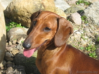 щенки таксы стандартной - Изображение #6, Объявление #632253