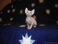 продажа котят канадского сфинкса - Изображение #3, Объявление #75271