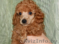 Отдам в надежные руки поводок с пуделем - Изображение #1, Объявление #641629