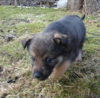 Щеночки, 2 месяца, в хорошие руки - Изображение #1, Объявление #610477